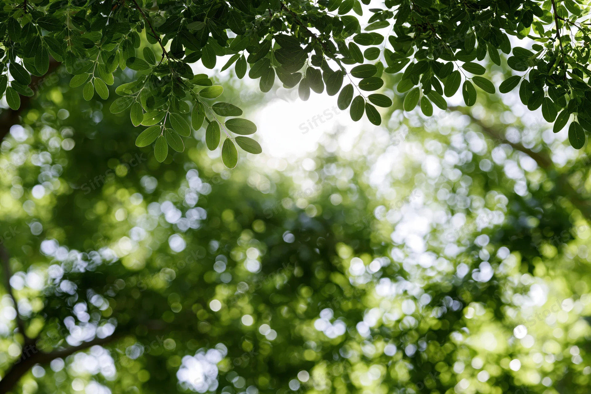 Tree canopy viewed from below with sunlight filtering through green leaves creating bokeh effect