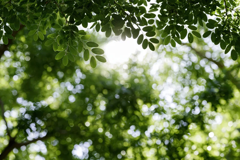 Tree canopy viewed from below with sunlight filtering through green leaves creating bokeh effect