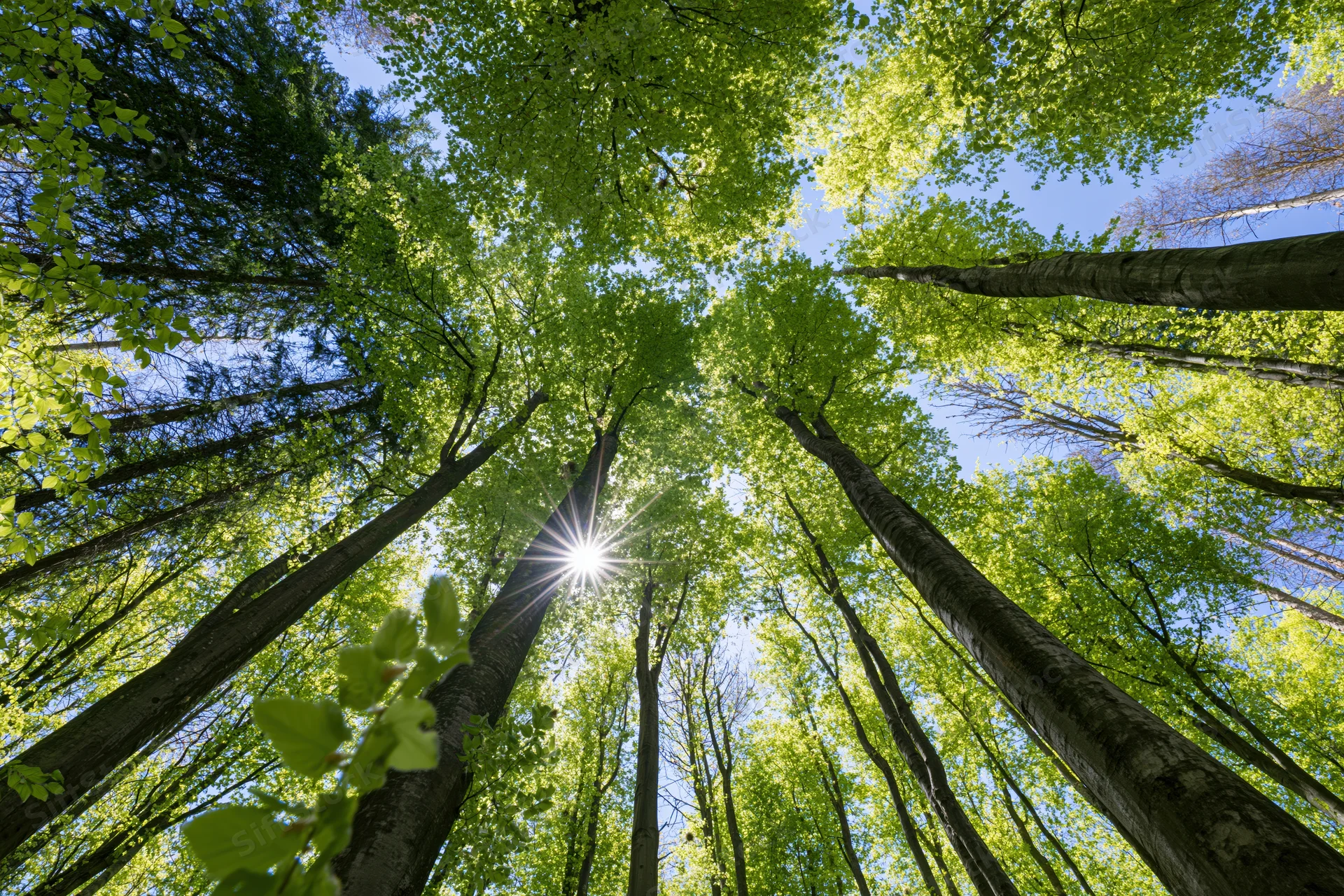 Upward view through tall deciduous trees in a forest canopy with sunlight filtering through green leaves against a blue sky