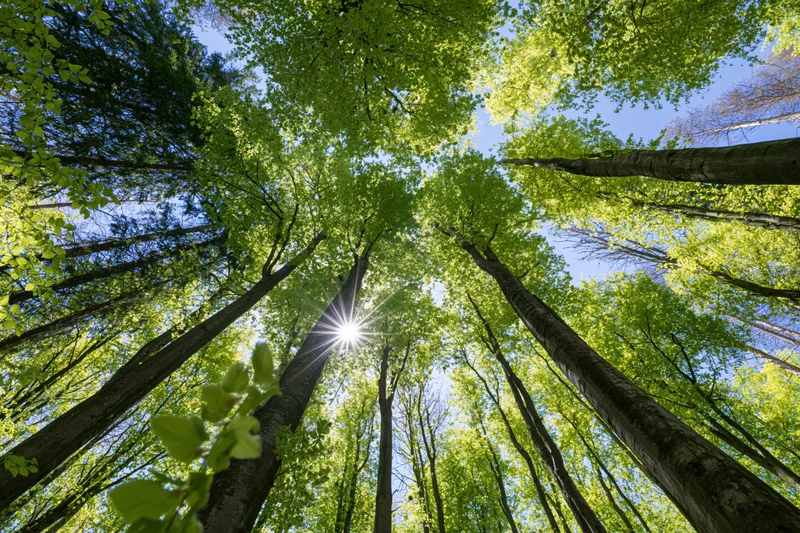 Upward view through tall deciduous trees in a forest canopy with sunlight filtering through green leaves against a blue sky