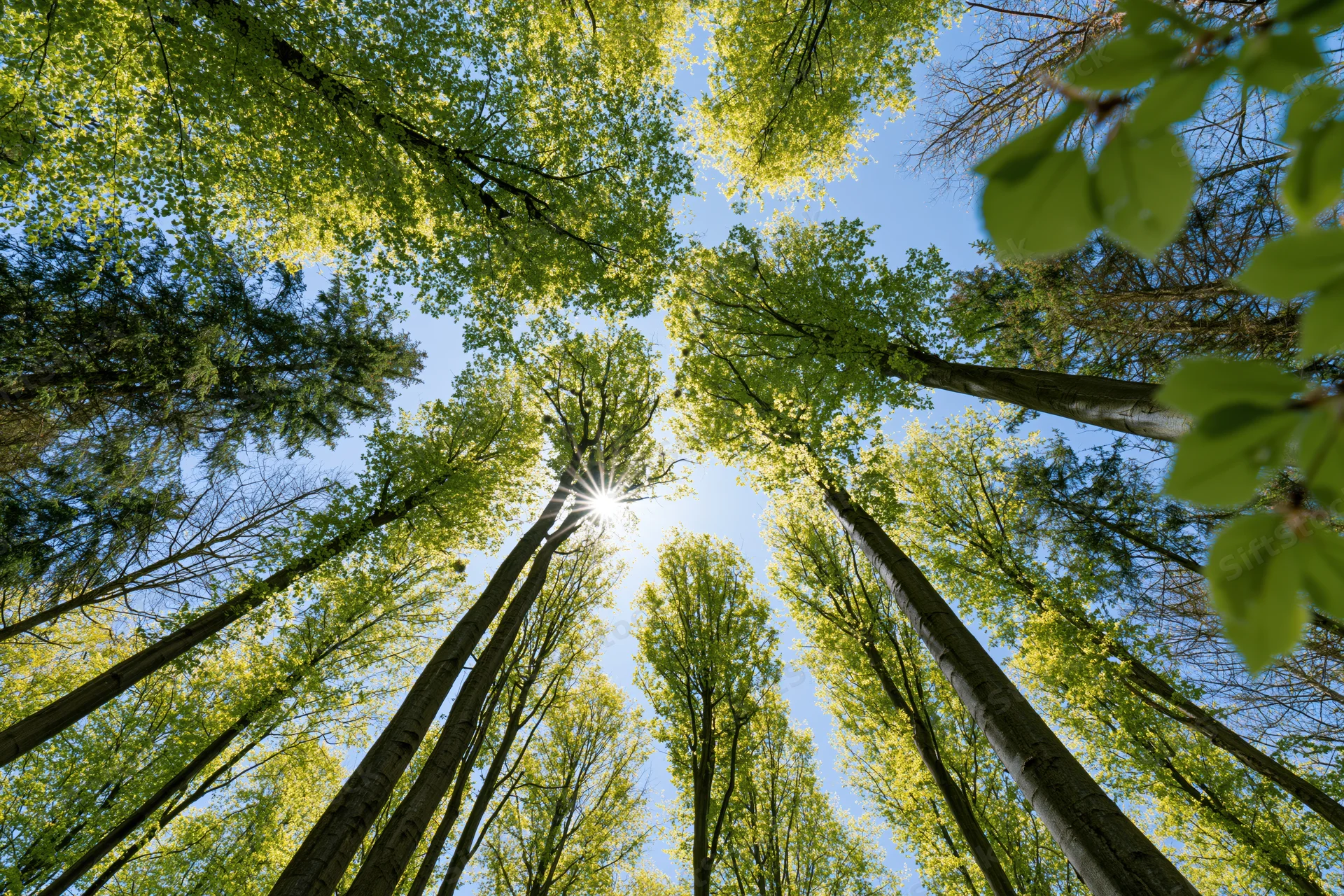 Upward view through tall deciduous trees in a forest with sunlight filtering through the canopy