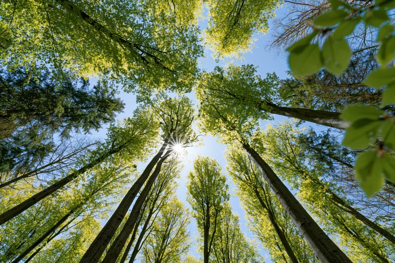 Upward view through tall deciduous trees in a forest with sunlight filtering through the canopy