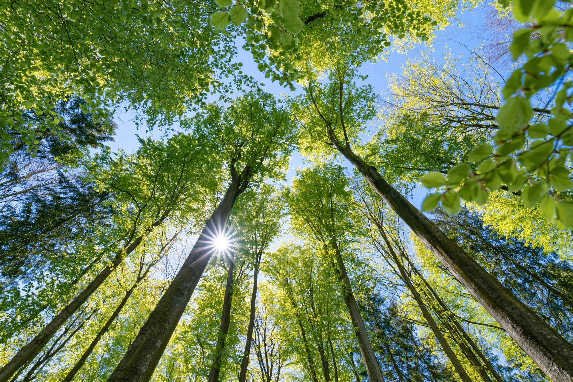 Upward view through tall deciduous trees in a forest canopy with sunlight filtering through green leaves against a blue sky