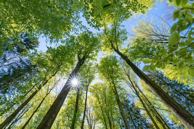 Upward view through tall deciduous trees in a forest canopy with sunlight filtering through green leaves against a blue sky