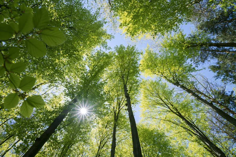 Upward view through tall deciduous trees in a forest with sunlight filtering through the canopy