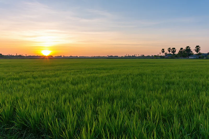 Vast green rice paddy field stretching to the horizon at sunset