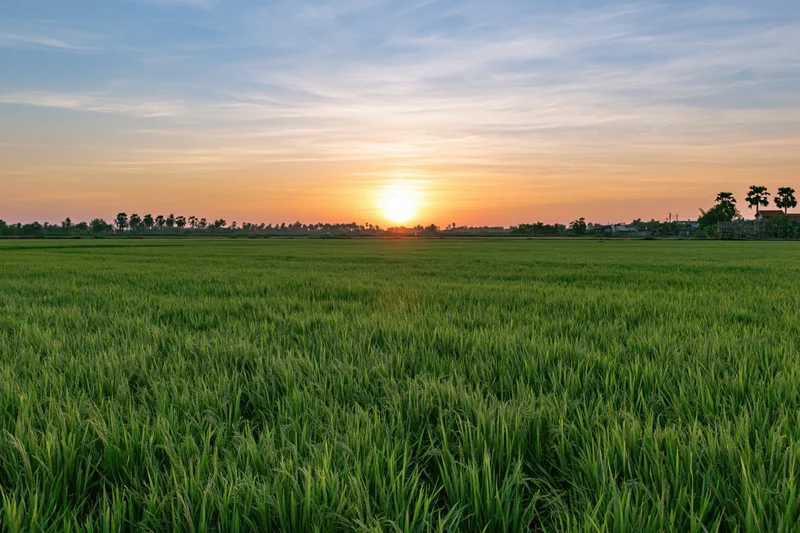 Vast green rice paddy field stretching to the horizon at sunset