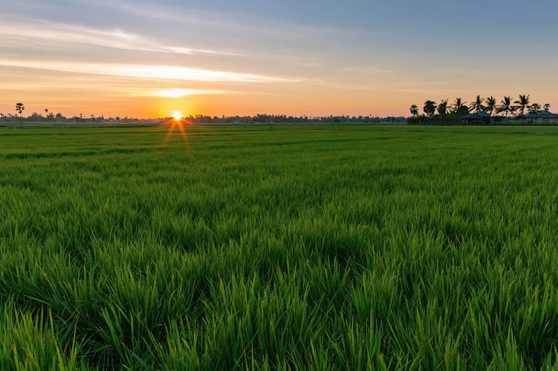 Vast green rice paddy field stretching to the horizon at sunset