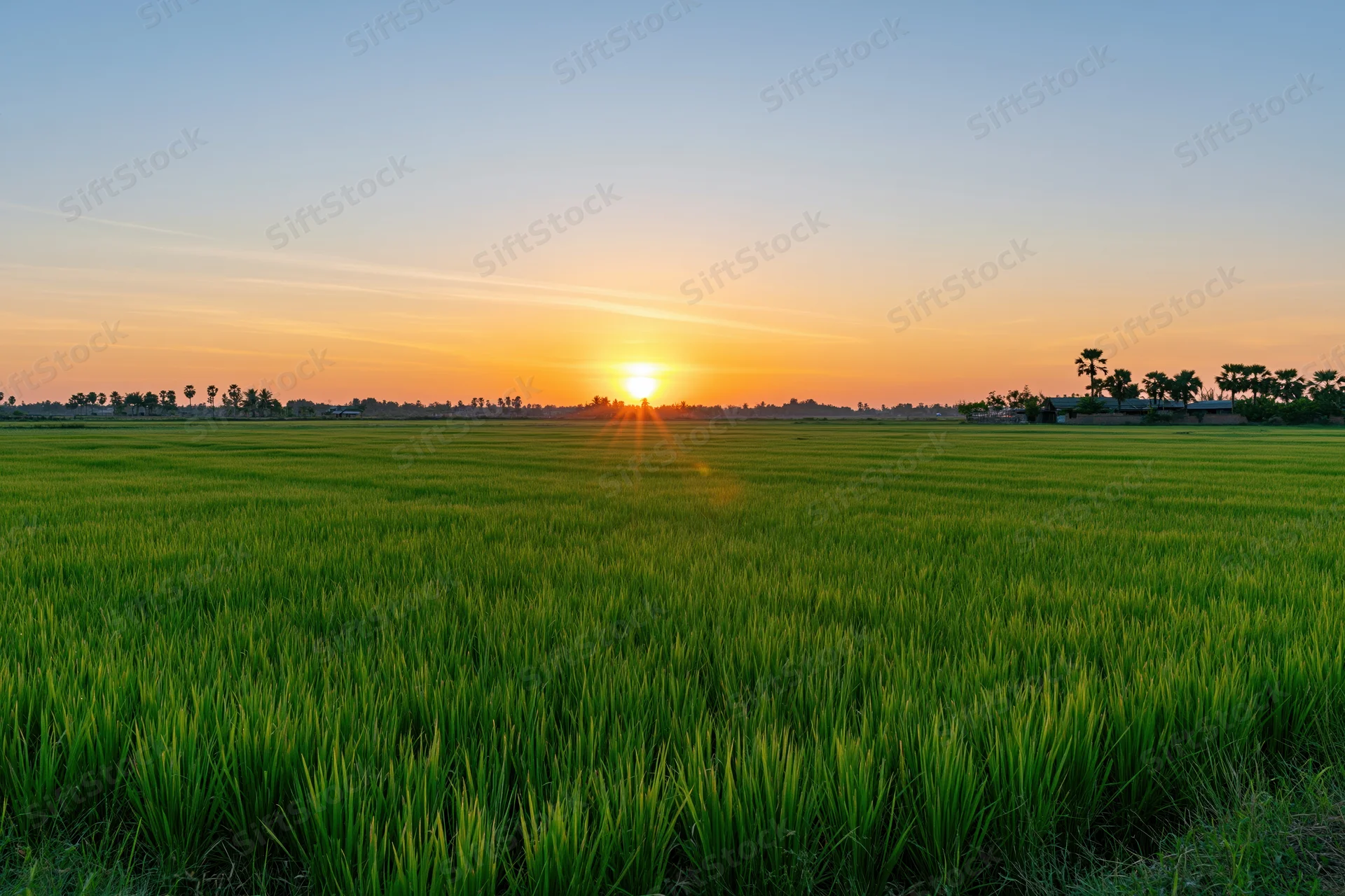 Vast green rice paddy field stretching to the horizon at sunset