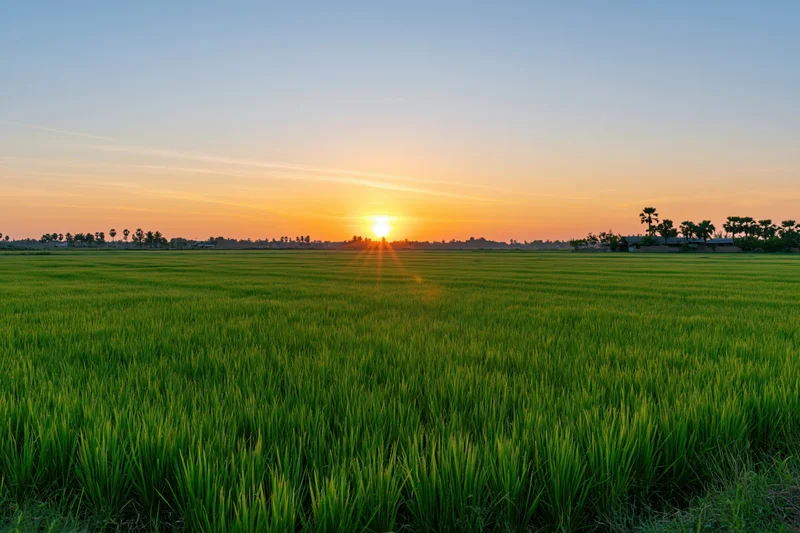 Vast green rice paddy field stretching to the horizon at sunset
