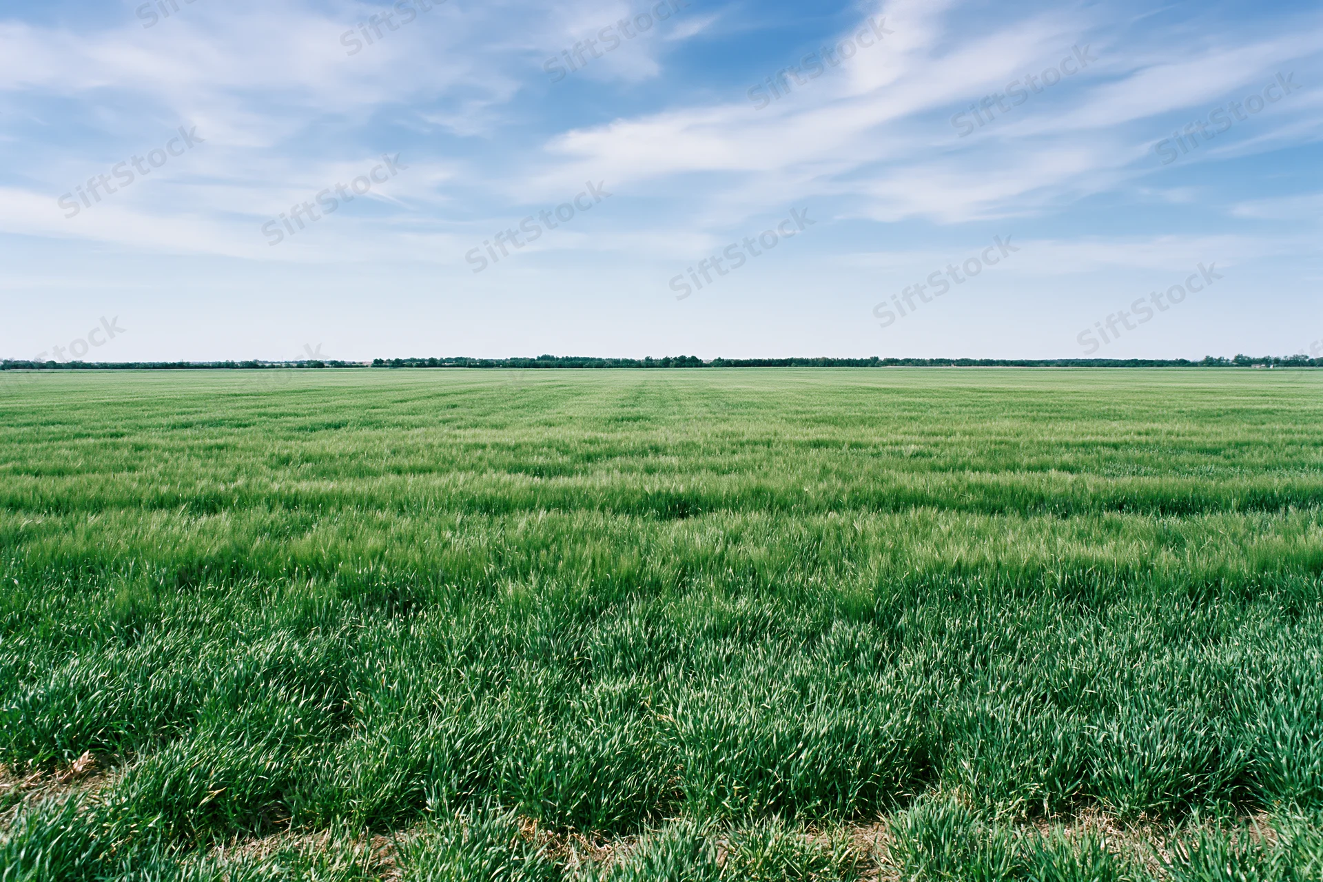 Wide green crop field stretching to flat horizon under blue sky with scattered clouds