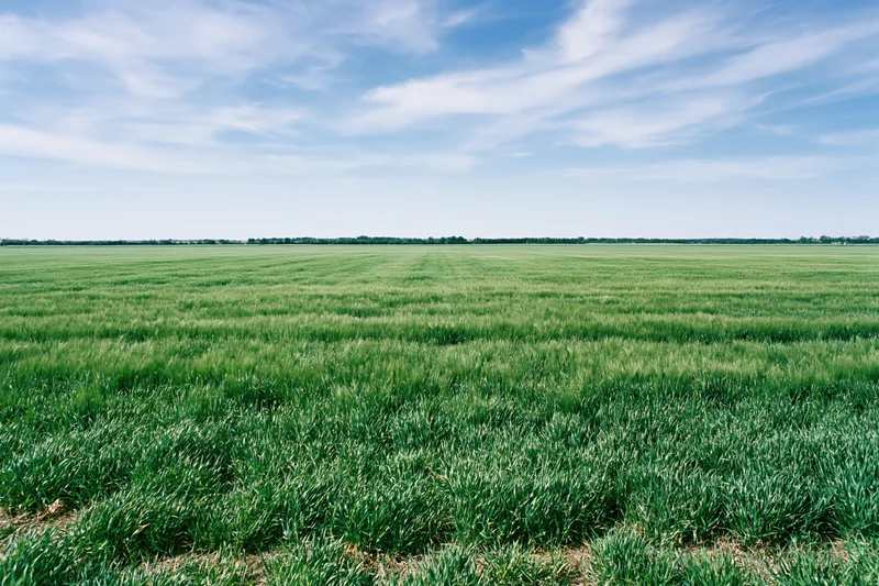 Wide green crop field stretching to flat horizon under blue sky with scattered clouds