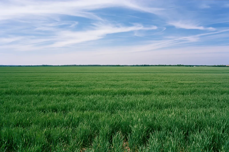 Wide green crop field stretching to flat horizon under blue sky with wispy clouds