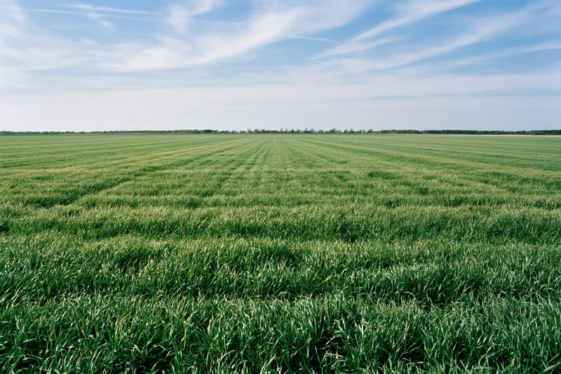 Wide green crop field stretching to flat horizon under blue sky with scattered clouds