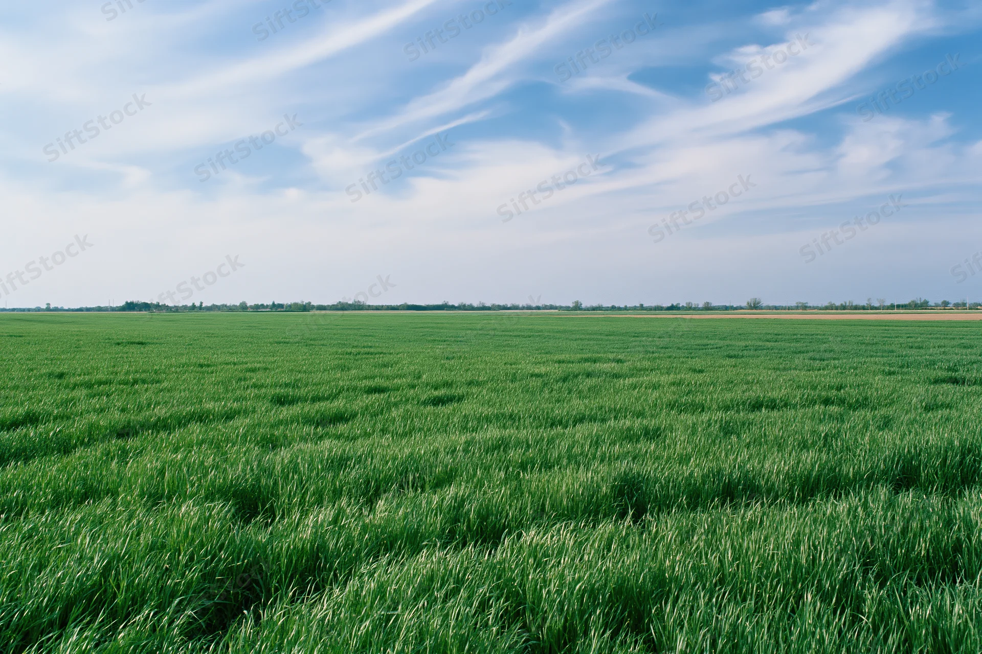 Wide green crop field stretching to flat horizon under blue sky with wispy clouds