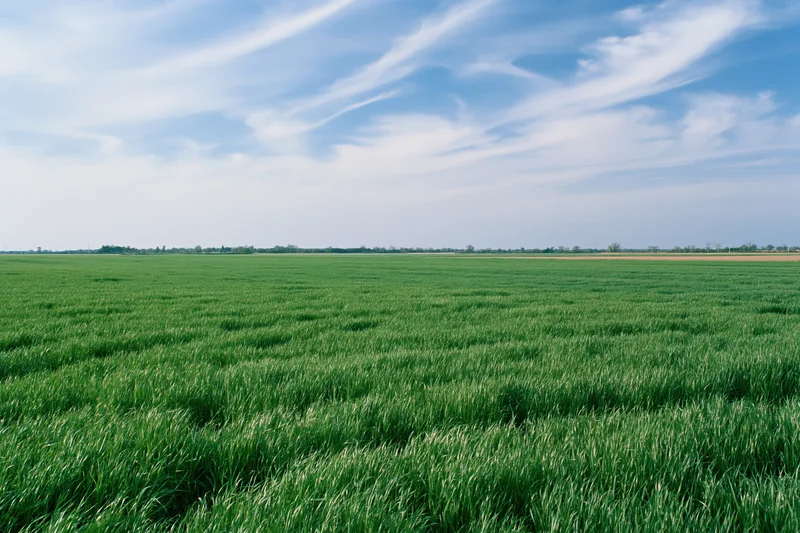 Wide green crop field stretching to flat horizon under blue sky with wispy clouds