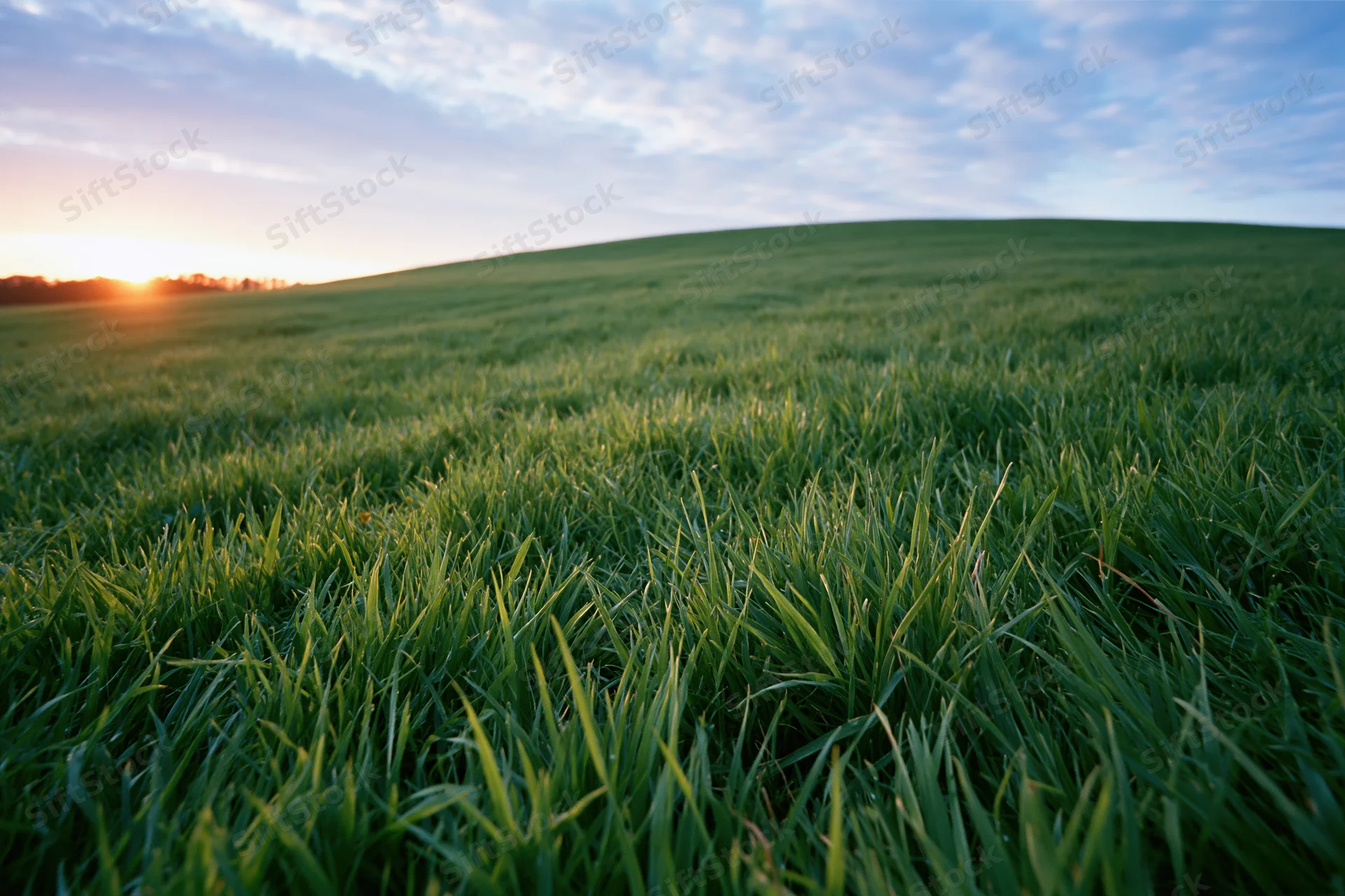 Green grass field stretching over a gentle rolling hill at sunset
