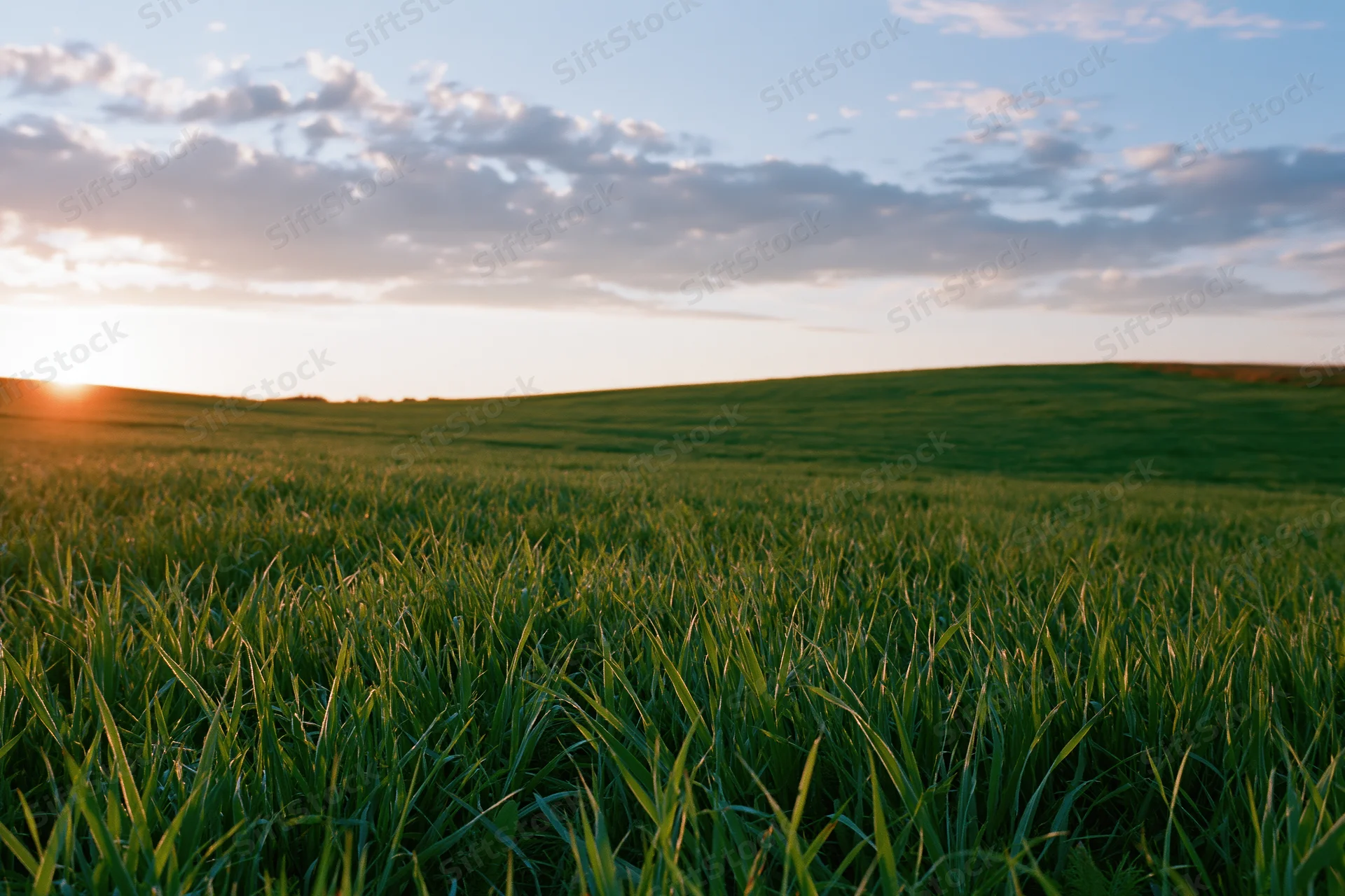 Wide green grass field stretching over rolling hills at sunset