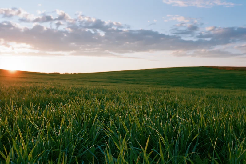 Wide green grass field stretching over rolling hills at sunset
