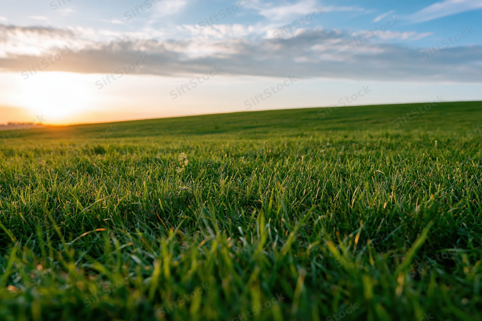 Wide green grass field stretching over a gentle rolling hill at sunset