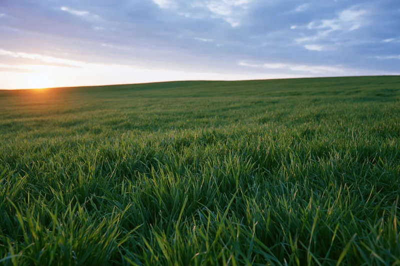 Wide green grass field stretching over rolling hills at sunset