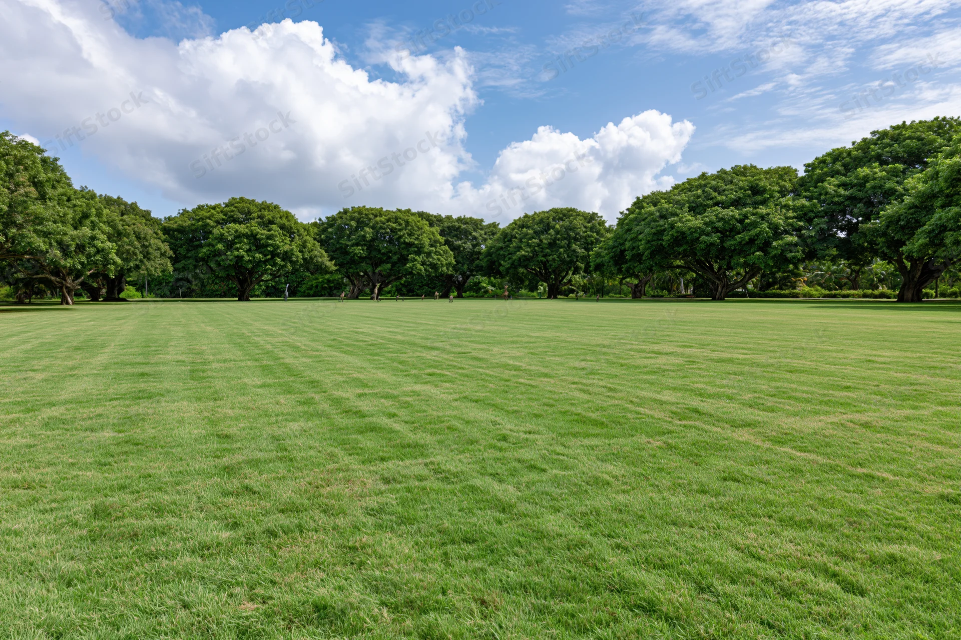 Wide open mowed lawn stretching toward a line of mature trees in a public park under a partly cloudy blue sky