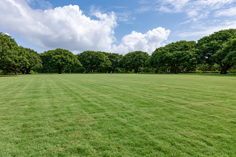 Wide open mowed lawn stretching toward a line of mature trees in a public park under a partly cloudy blue sky