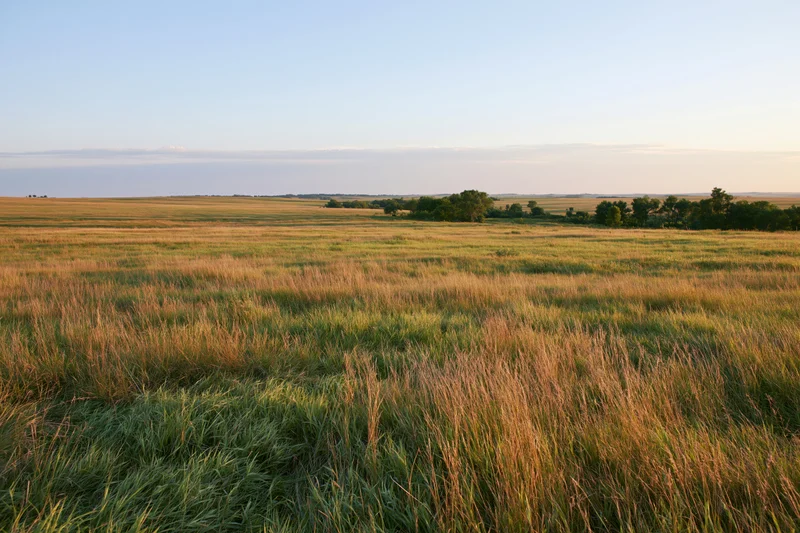 Tallgrass prairie stretching to a distant tree line under a clear sky at golden hour