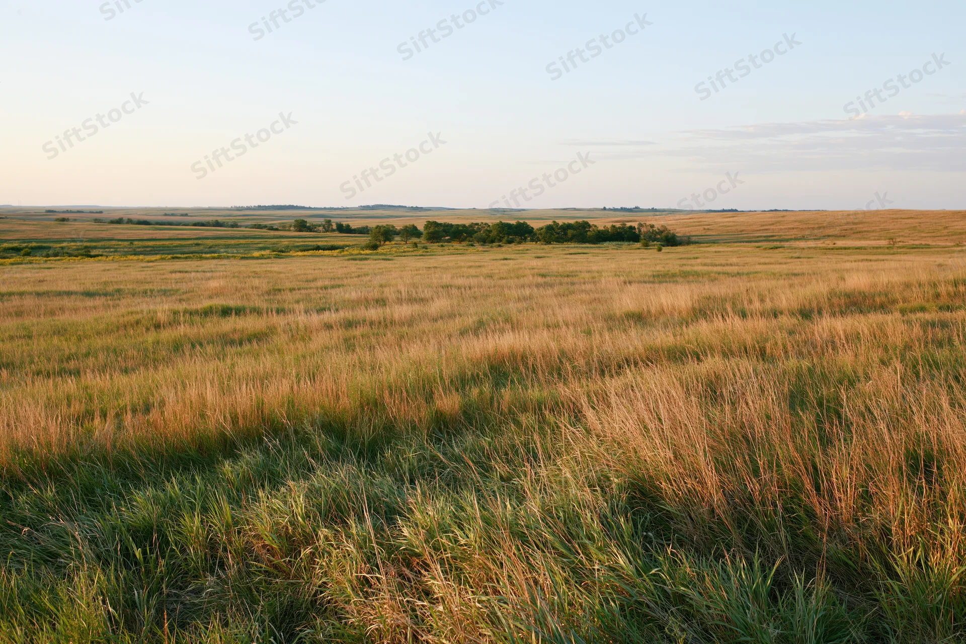 Wide open tallgrass prairie stretching to a gentle rolling horizon under a clear sky