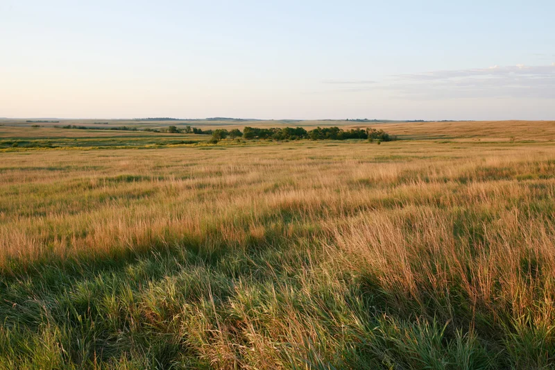 Wide open tallgrass prairie stretching to a gentle rolling horizon under a clear sky