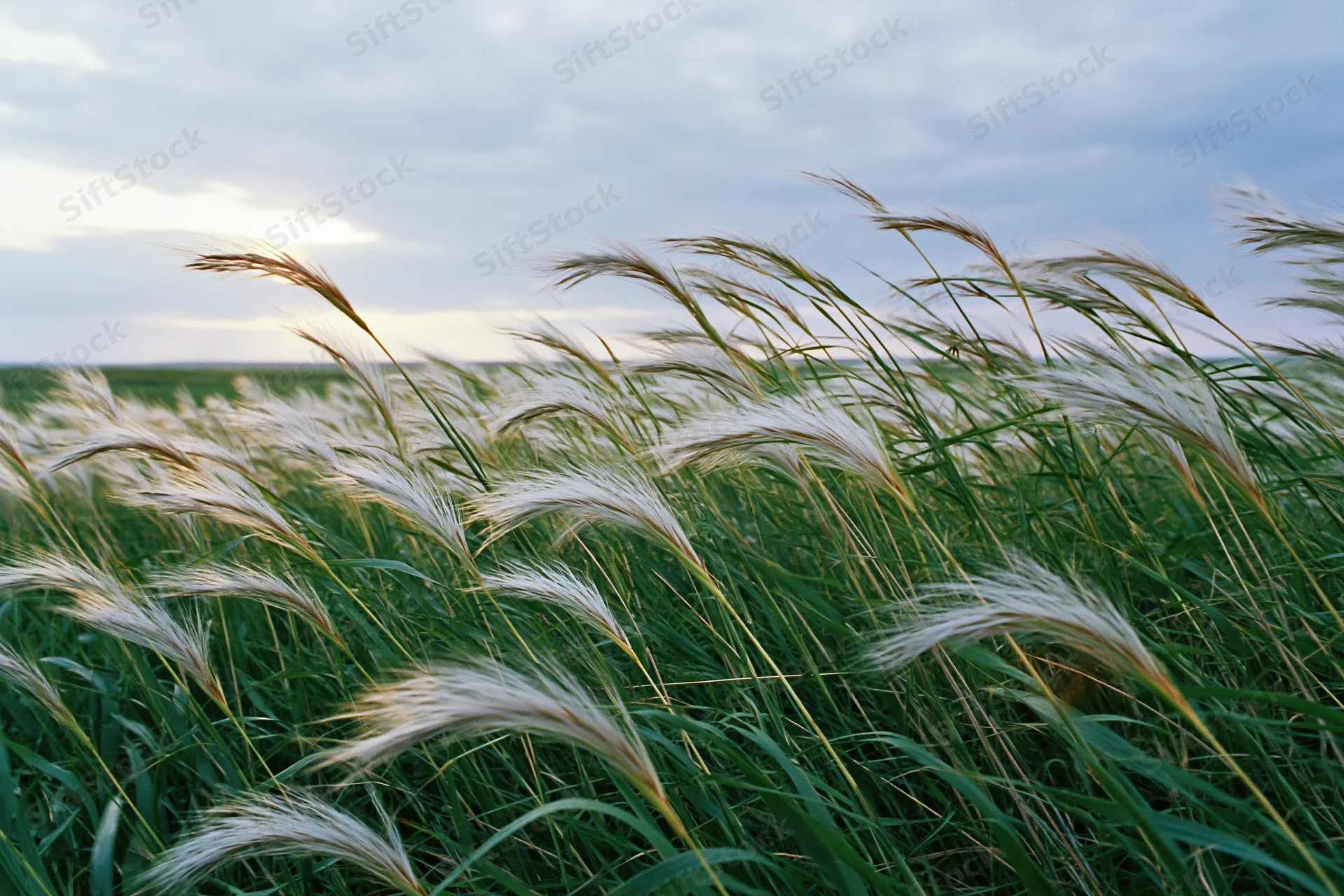 Wild feather grass and tall green steppe grasses swaying in wind across open field under cloudy sky