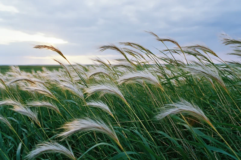 Wild feather grass and tall green steppe grasses swaying in wind across open field under cloudy sky