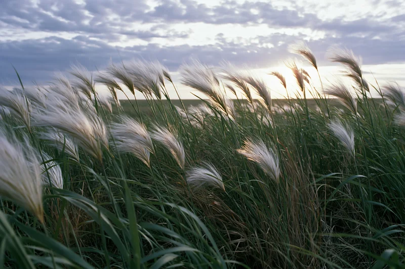 Wild feather grass and tall green steppe grasses swaying in wind under cloudy sky at sunset