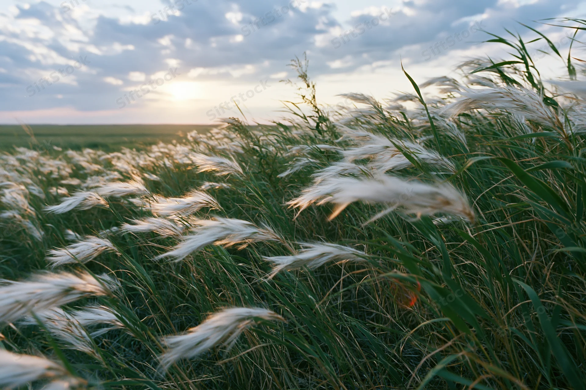 Wild feather grass and tall green steppe grasses swaying in wind at sunset over open field