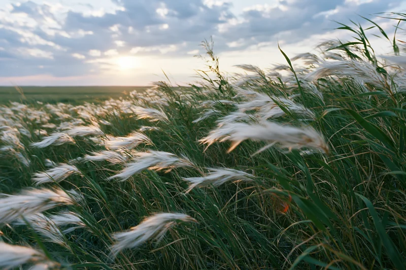 Wild feather grass and tall green steppe grasses swaying in wind at sunset over open field