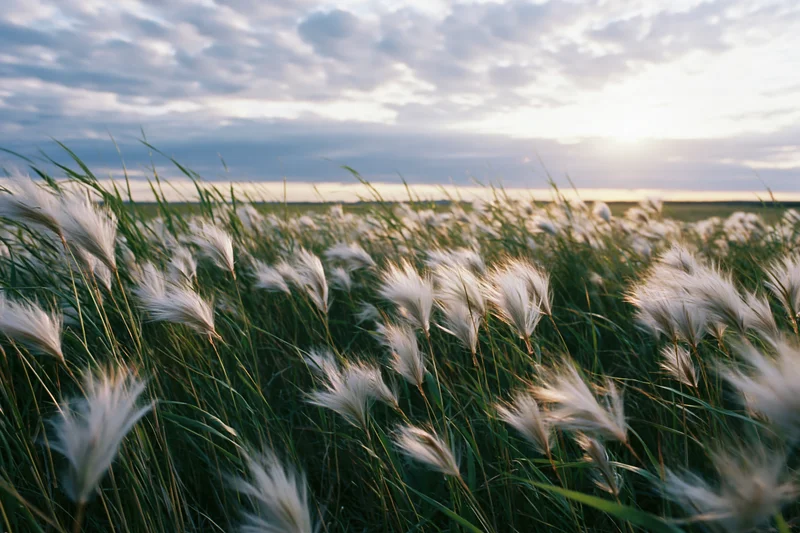 Wild feather grass swaying in wind across a green steppe field at sunset