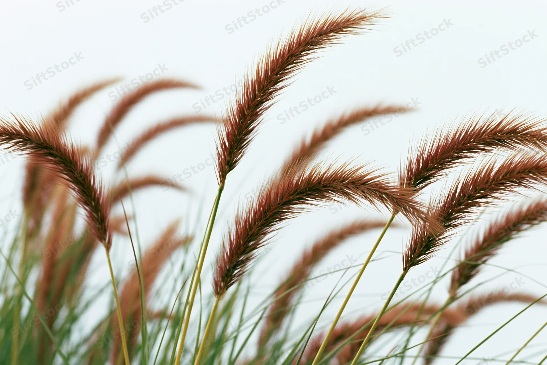 Wild fountain grass with feathery seed heads swaying gently in the wind against a bright sky