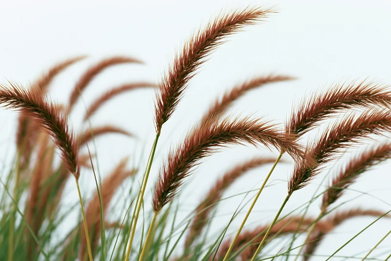 Wild fountain grass with feathery seed heads swaying gently in the wind against a bright sky