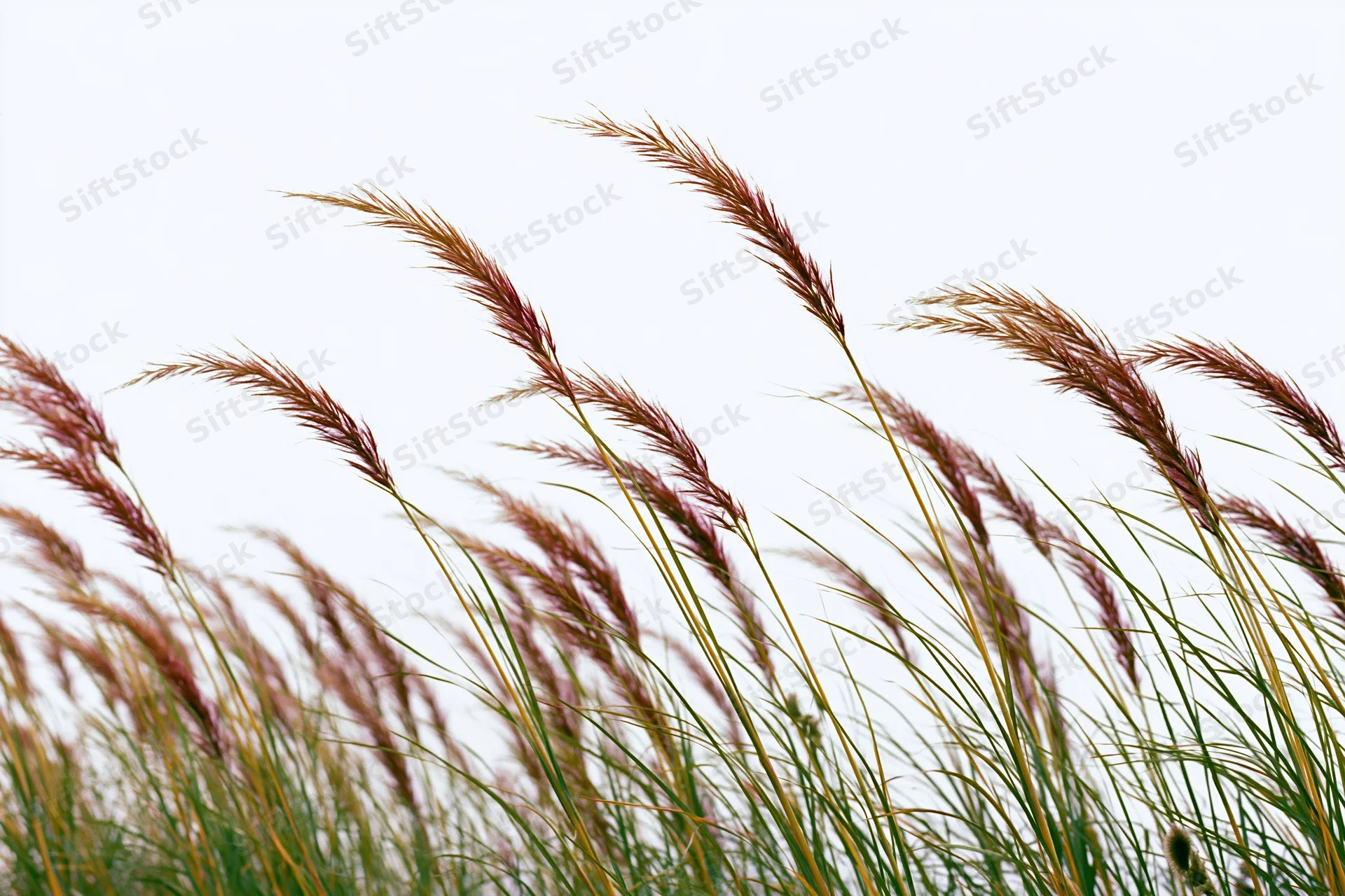 Wild fountain grass with feathery seed heads swaying in the wind against a bright sky
