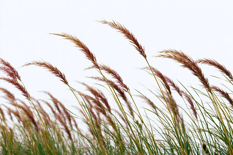 Wild fountain grass with feathery seed heads swaying in the wind against a bright sky
