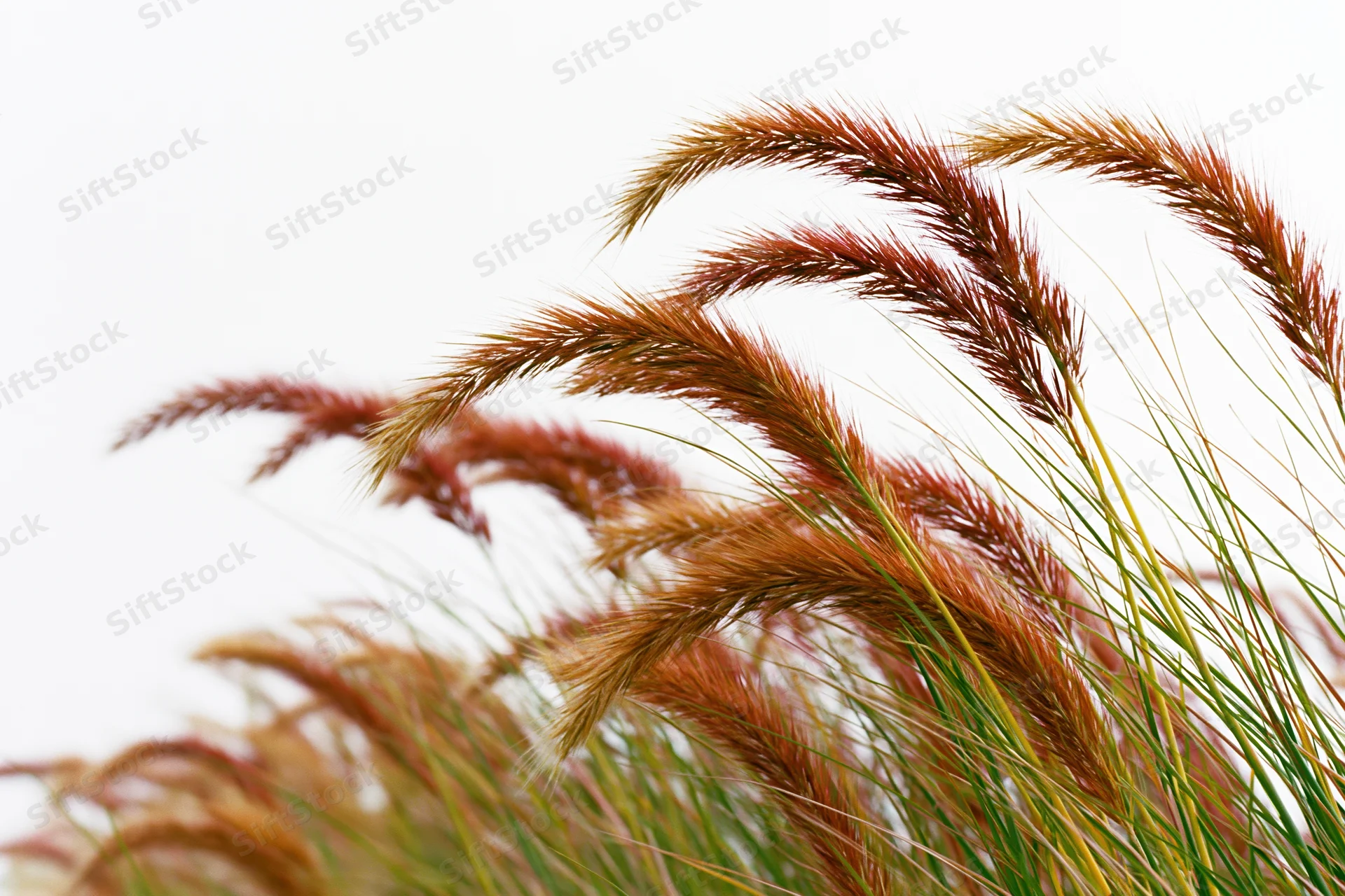 Wild fountain grass with feathery seed heads swaying in the wind against a white background