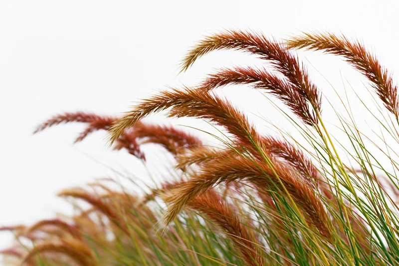 Wild fountain grass with feathery seed heads swaying in breeze