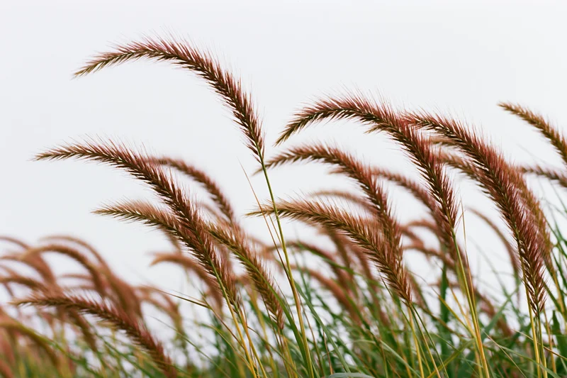 Wild fountain grass with feathery seed heads swaying in the wind against a pale sky