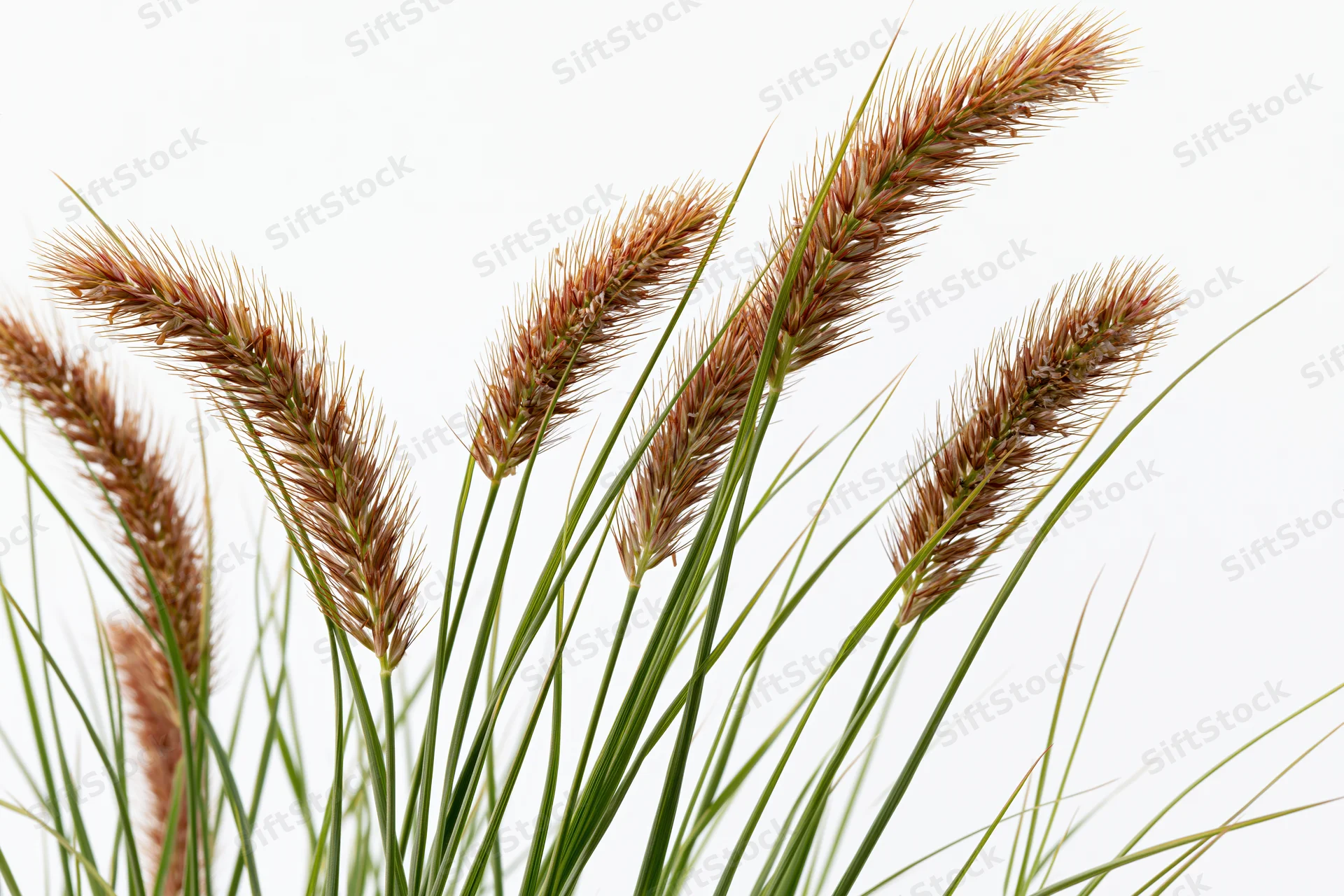 Wild foxtail grass with seed heads swaying slightly against white background