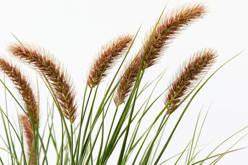 Wild foxtail grass with seed heads swaying slightly against white background