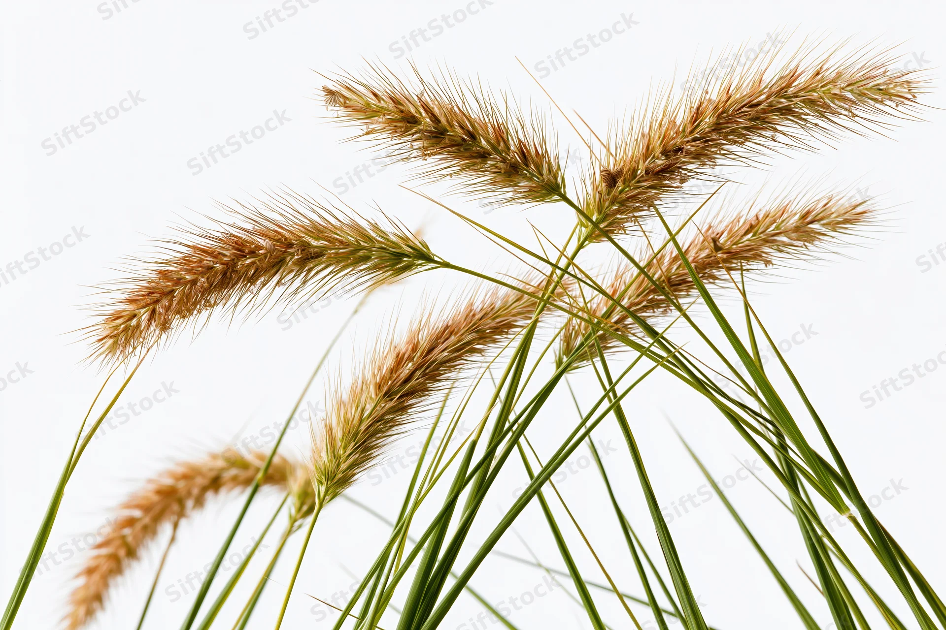 Wild foxtail grass with seed heads swaying against a white background