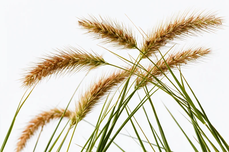 Wild foxtail grass with seed heads swaying against a white background