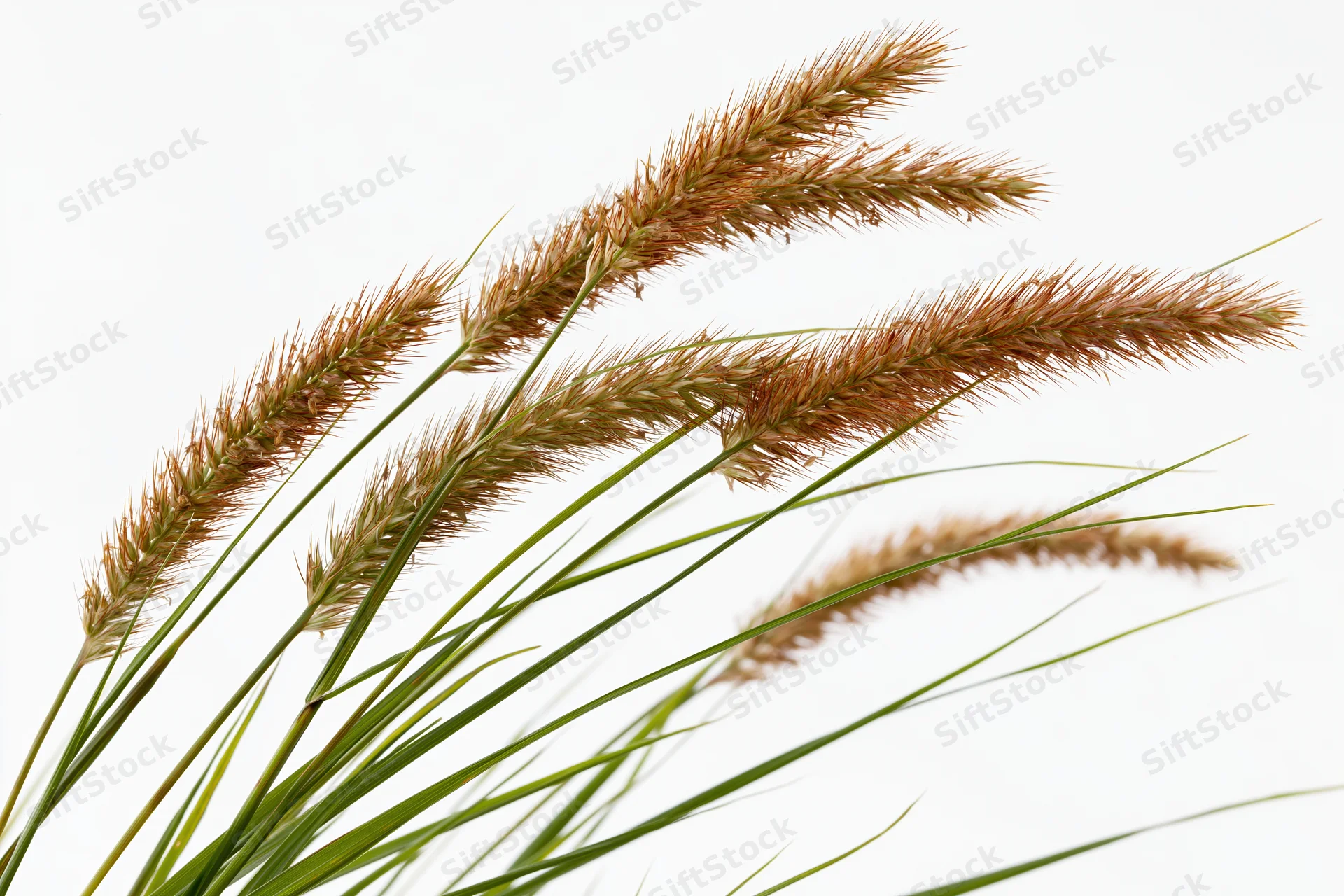Wild foxtail grass with seed heads swaying slightly against white background
