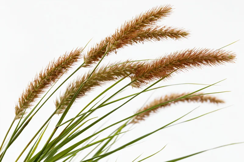 Wild foxtail grass with seed heads swaying slightly against white background