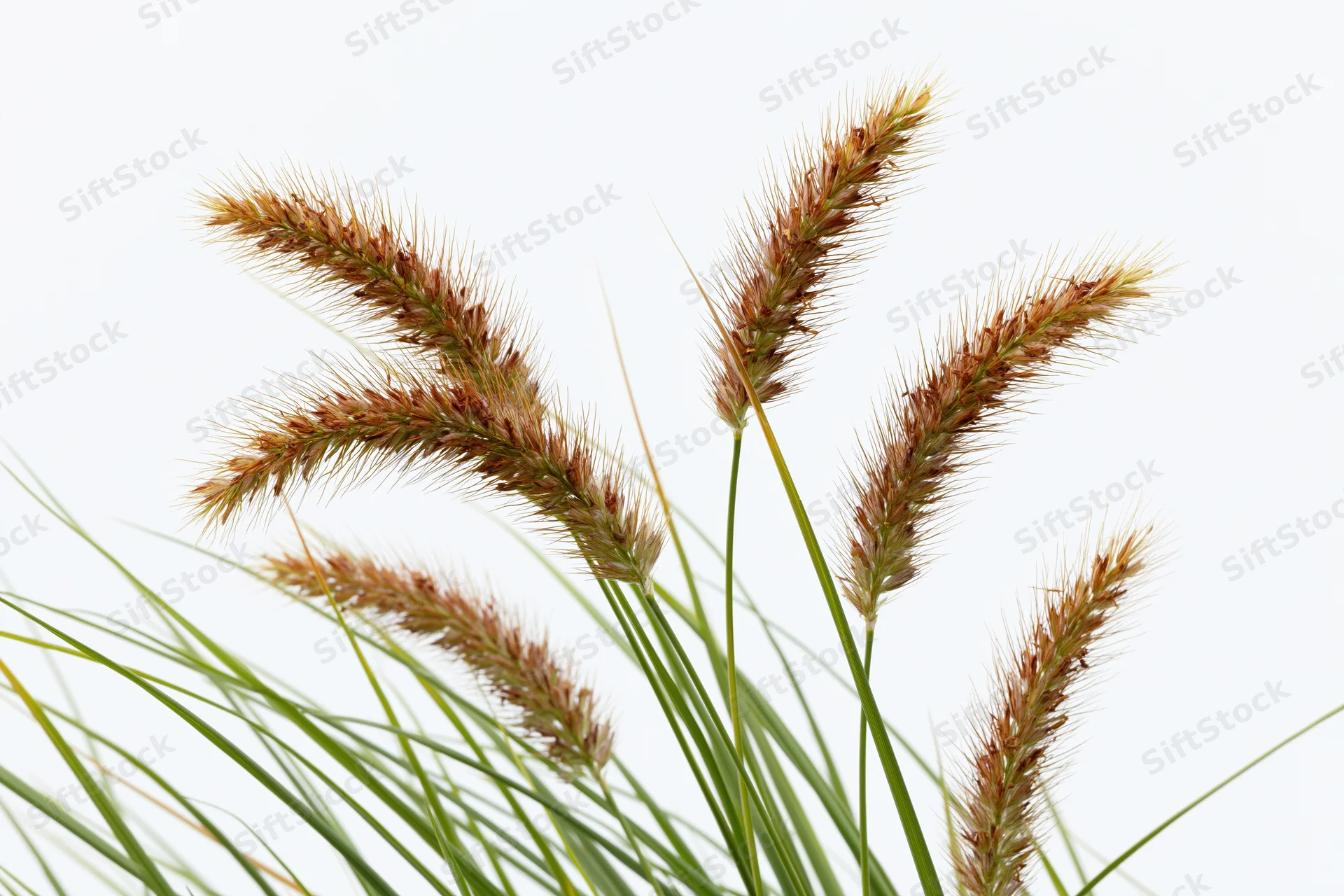 Wild foxtail grass with seed heads swaying slightly against a white background